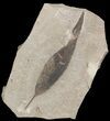 Fossil Leaf (Styrax) - Green River Formation #45679-1